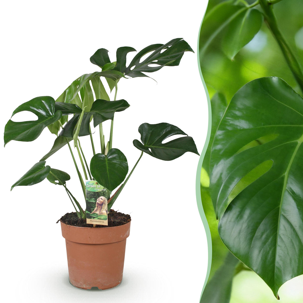 Green BoutiQ - Green is... Kamerplanten - Monstera Deliciosa - Gatenplant - Weinig onderhoud - Groen - 1 Plant - Pot 21cm - Hoogte 70-80cm