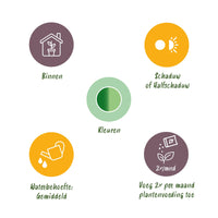 Green BoutiQ - Green is... Kamerplanten - Diefenbachia Camilla - Dieffenbachia - Weinig onderhoud - Groen - 2 Planten - Pot 17cm - Hoogte 45-50cm