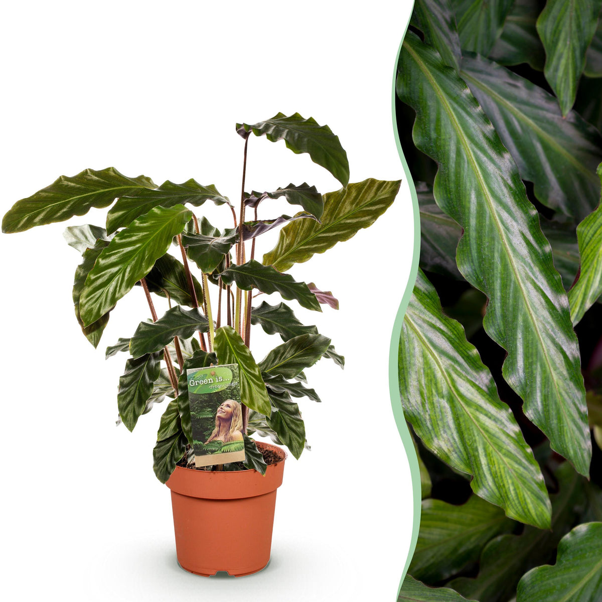 Green BoutiQ - Green is... Kamerplanten - Calathea Rufibarba - Pauwen plant - Weinig onderhoud - Groen - 1 Plant - Pot 17cm - Hoogte 55-60cm