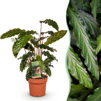 Green BoutiQ - Green is... Kamerplanten - Calathea Rufibarba - Pauwen plant - Weinig onderhoud - Groen - 1 Plant - Pot 17cm - Hoogte 55-60cm