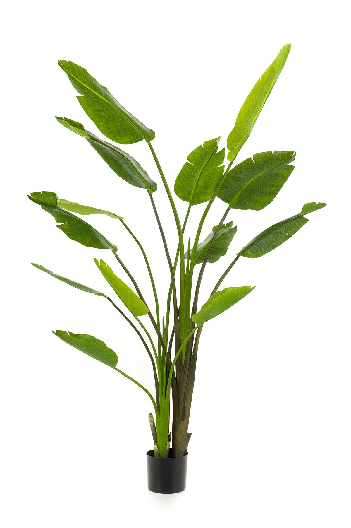 Strelitzia Nicolai - Paradiesvogelblume - 180 cm - kunstpflanze