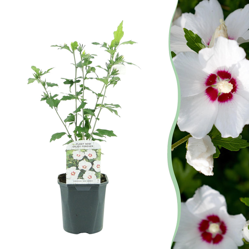 Green boutiQ - Heesters - Hibiscus syriacus Red Heart  - Bloem Wit Met Rood Hart - 1 Plant - Bladverliezend - Weinig Onderhoud - Pot 17cm Hoogte 45cm