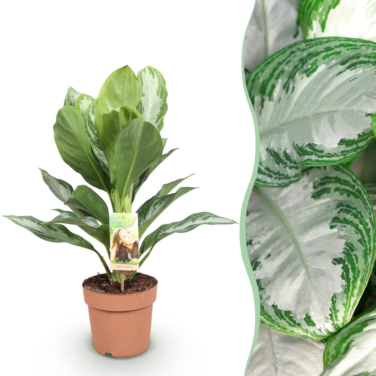 Green BoutiQ - Green is... Kamerplanten - Aglaonema Silver Bay - Zilverblad - Weinig onderhoud - Groen - 1 Plant - Pot 17cm - Hoogte 70-75cm