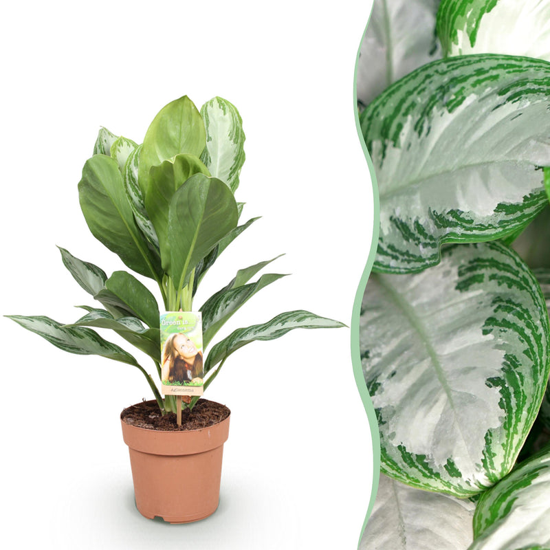 Green BoutiQ - Green is... Kamerplanten - Aglaonema Silver Bay - Zilverblad - Weinig onderhoud - Groen - 1 Plant - Pot 17cm - Hoogte 70-75cm