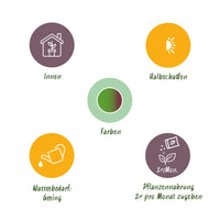 Green BoutiQ - Green is... Kamerplanten - Dracaena Sunray - Drakenbloedboom - Weinig onderhoud - met mand - Groen - 2 Planten - Pot 17cm - Hoogte 70-75cm