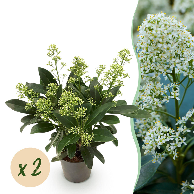 Green boutiQ - Terrasplant - Skimmia japonica Finchy - Bloem Wit - 10+ Bloemen - 2 Planten - Winterhard - Pot 10,5cm Hoogte 25cm