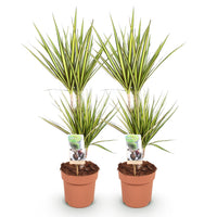 Green BoutiQ - Green is... Kamerplanten - Dracaena Sunray - Drakenbloedboom - Weinig onderhoud - Groen - 2 Planten - Pot 17cm - Hoogte 70-75cm