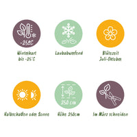 Green boutiQ - Pluim Hortensia - Hydrangea panniculata Pink Diamond - Bloem Wit Roze  - 3 Planten - 1 m2 - Bladverliezend - Grote Bloemen - Pot 17cm Hoogte 50cm