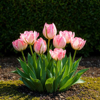 Green boutiQ - Bloembollen - Tulp Double Pink - Kleur Roze - 12 stuks - Bolmaat 11/12 - XXL Pack