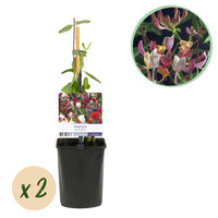 Green boutiQ - Kamperfoelie - Lonicera Serotina - Bloem Roze met Wit - Weinig onderhoud - 2 planten - Pot 11cm Hoogte 40cm