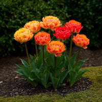 Green boutiQ - Bloembollen - Tulp Gudoshnik Double - Dubbel Bloemig - 12 stuks - Bolmaat 11/12 - XXL Pack