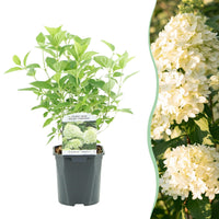 Green boutiQ - Pluim Hortensia - Hydrangea panniculata Limelight - Bloem Creme Wit  - 1 Plant - Bladverliezend - Grote Bloemen - Pot 17cm Hoogte 50cm
