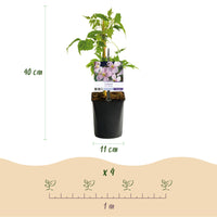 Green boutiQ - Klimplanten Rainbow - Clematis montana Rubens  Hedera helix lonicera Goldflame Campsis madame Galen   - Jaarrond kleur - 4 planten - Pot 11cm Hoogte 40cm