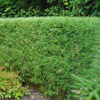 Green boutiQ - Bamboe - Fargesia rufa - Groen - 4 Planten - Bladhoudend - Niet Woekerend- Pot 17cm Hoogte 60cm