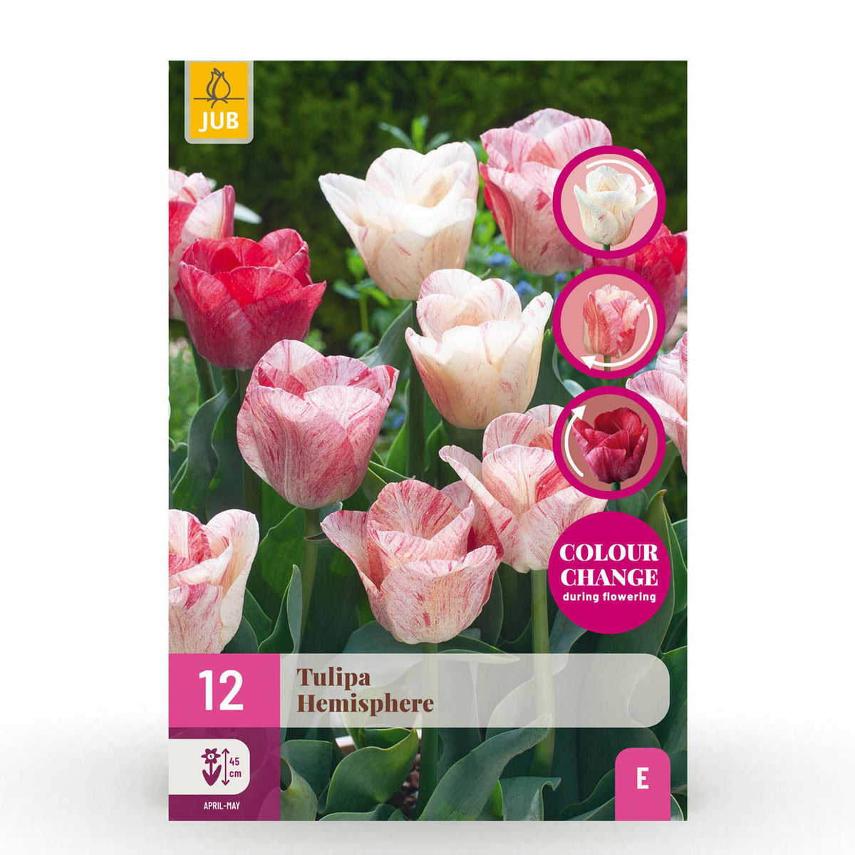 Green boutiQ - Bloembollen - Tulp Hemisphere mix - Diversen Kleuren - 12 stuks - Bolmaat 11/12 - XXL Pack