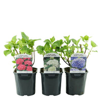 Green boutiQ - Hortensia - Hydrangea macrophylla Tricolour - Bloem Blauw, Roze en Wit  - 3 Planten - Bladverliezend - Weinig Onderhoud - Pot 17cm Hoogte 30cm