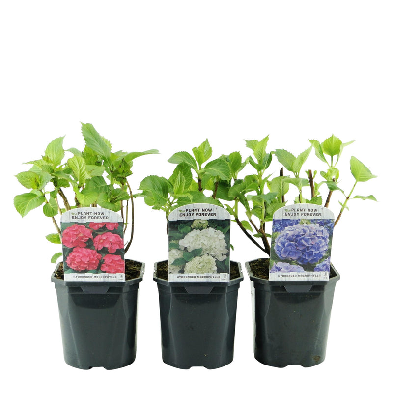 Green boutiQ - Hortensia - Hydrangea macrophylla Tricolour - Bloem Blauw, Roze en Wit  - 3 Planten - Bladverliezend - Weinig Onderhoud - Pot 17cm Hoogte 30cm