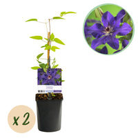 Green boutiQ - Klimplant - Clematis Blue Angel