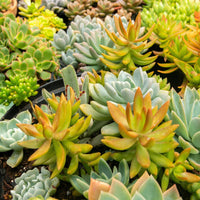 Green boutiQ - Bodembedekker - Winterhard - Alpine Mix - 8 Planten - Diversen Kleuren  - Weinig Onderhoud - Pot 14 Hoogte 17
