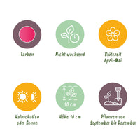 Green boutiQ - Bloembollen - Tulp Little Beauty - Kleur Donker Roze - 25 stuks - Bolmaat 6/7 - XXL Pack