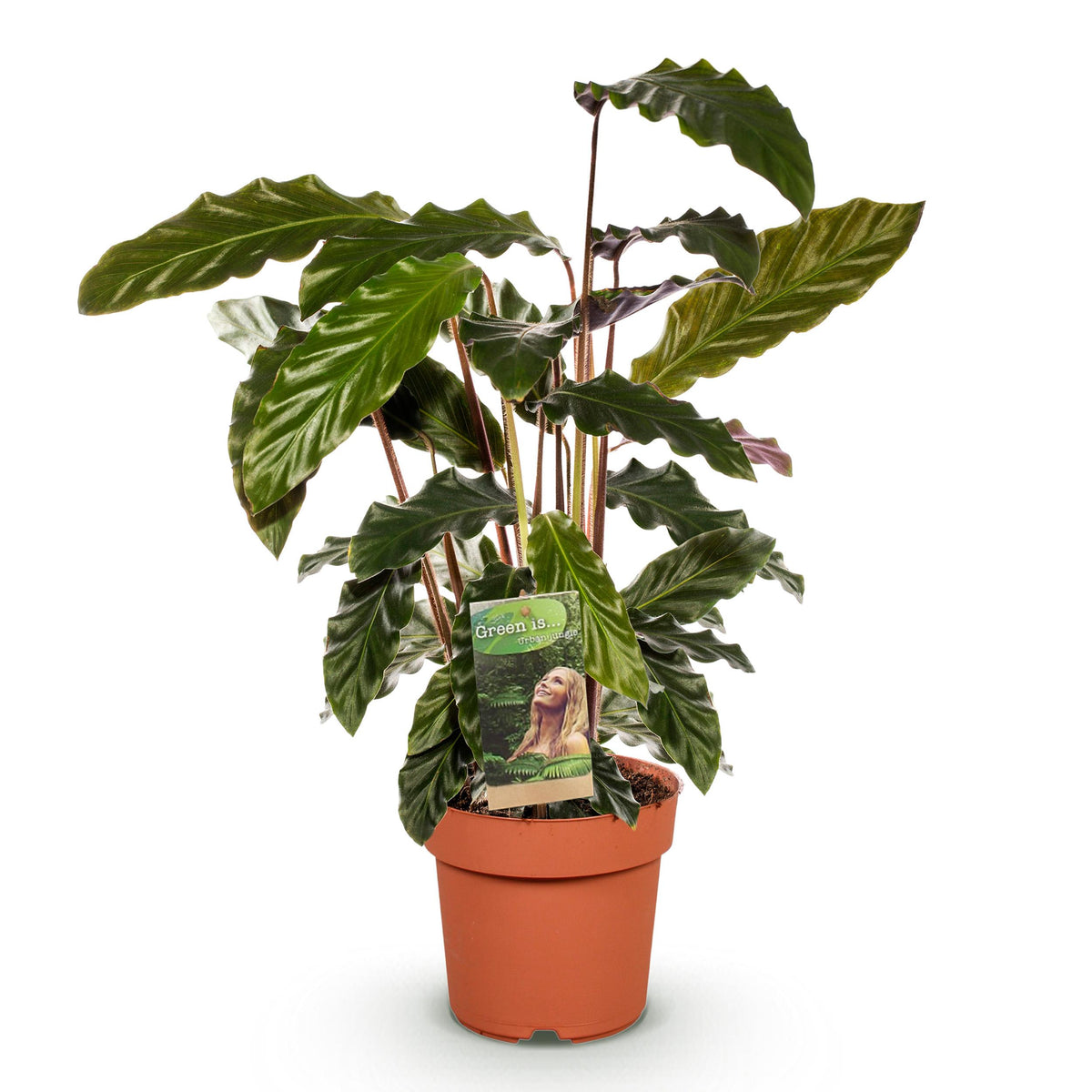 Green BoutiQ - Green is... Kamerplanten - Calathea Rufibarba - Pauwen plant - Weinig onderhoud - Groen - 1 Plant - Pot 17cm - Hoogte 55-60cm