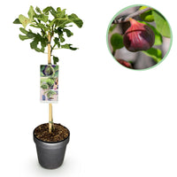 Green boutiQ - Plant op Stam - Ficus carica Brown Turkey - Terras Plant - Bladverliezend - Winterhard - Groene Vrucht - Pot 19cm Hoogte 90cm