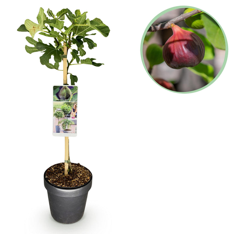 Green boutiQ - Plant op Stam - Ficus carica Brown Turkey - Terras Plant - Bladverliezend - Winterhard - Groene Vrucht - Pot 19cm Hoogte 90cm
