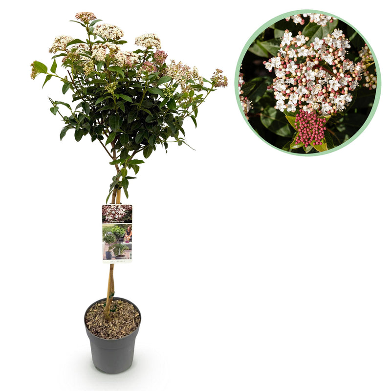 Green boutiQ - Tuinplant - Viburnum tinus