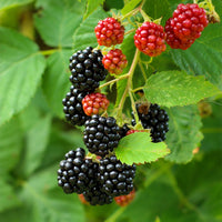 Green boutiQ - Fruitplant - Braam - Rubus Black Satin - Zwarte Braam - Doornloos - 2 planten -  Pot 11cm Hoogte 40cm