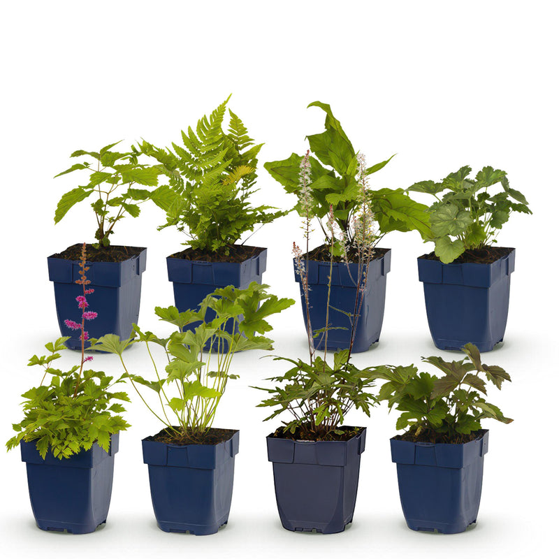Green boutiQ - Borderpakket - Schaduw - 8 Vaste planten - 1 m2 - Diversen kleuren - Weinig Onderhoud - Pot 11cm