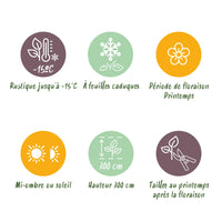 Green boutiQ - Tuinplant - Magnolia