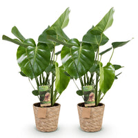 Green BoutiQ - Green is... Kamerplanten - Monstera Deliciosa - Gatenplant - Weinig onderhoud - met mand - Groen - 2 Planten - Pot 17cm - Hoogte 50-55cm