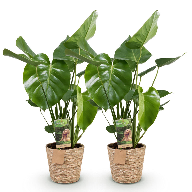Green BoutiQ - Green is... Kamerplanten - Monstera Deliciosa - Gatenplant - Weinig onderhoud - met mand - Groen - 2 Planten - Pot 17cm - Hoogte 50-55cm