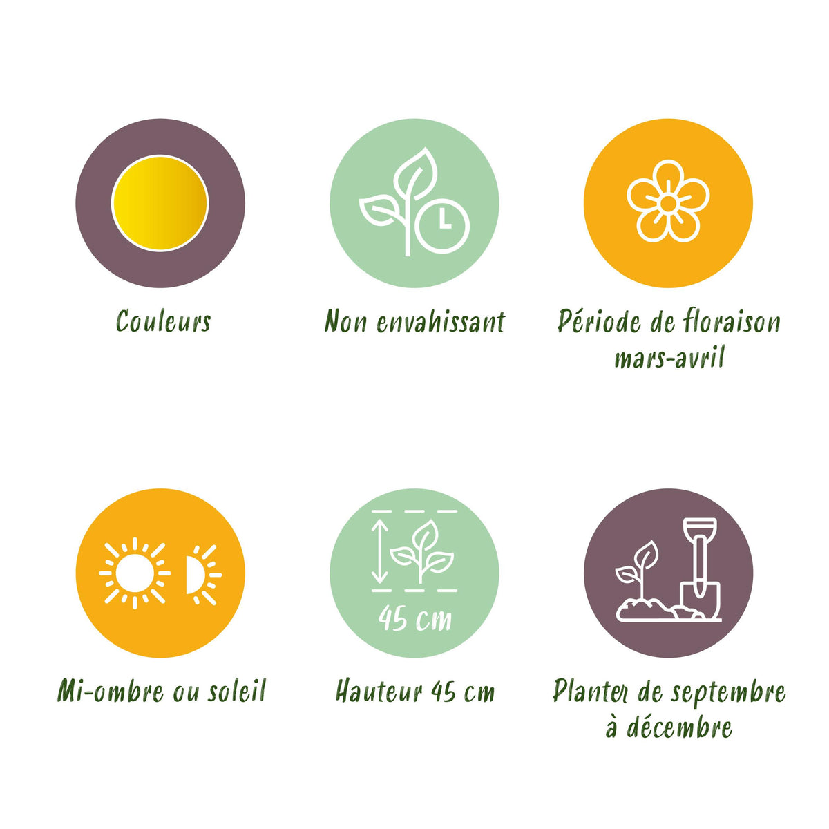 Green boutiQ - Bloembollen - Narcis Carlton - Kleur Geel - 15 stuks - Bolmaat 12/14 - XXL Pack