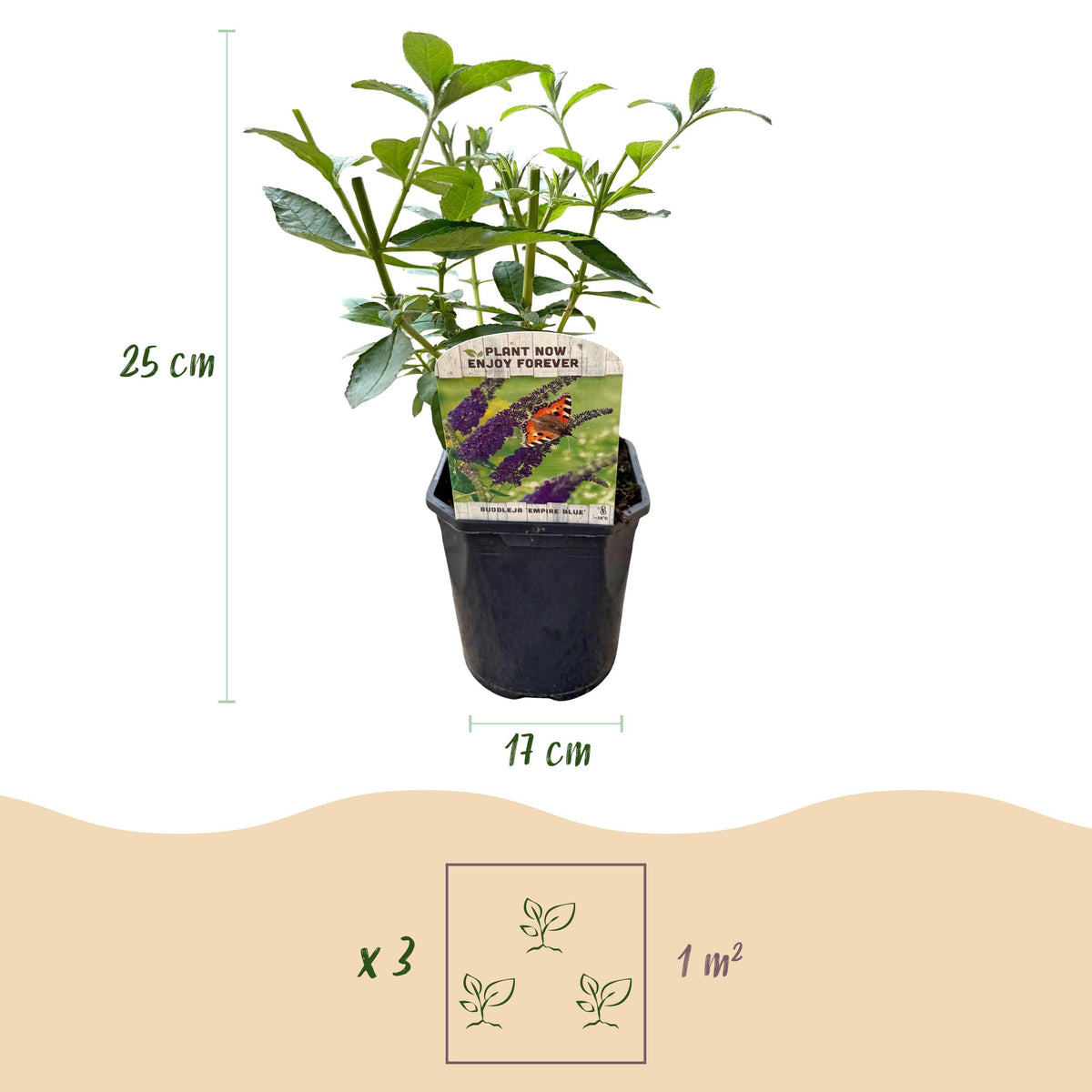Green boutiQ - Vlinderstruik - Buddleja davidii Empire Blue- Bloem Blauw - 1 Plant - Bladverliezend - Vlinderlokkend -  Pot 17cm Hoogte 25cm
