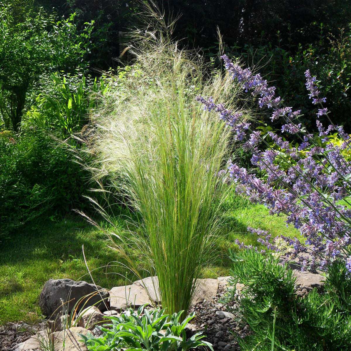 Green boutiQ - Siergrassen - Stipa tenuifolia Pony Tails - Groen - 1 Plant - Groenblijvend - Winterhard - Pot 17cm Hoogte 50cm