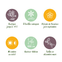 Green boutiQ - Klimroos - Rosa Rainbow - Bloemen Roze Wit Geel Rood - Weinig onderhoud - 4 planten - Pot 11cm Hoogte 40cm