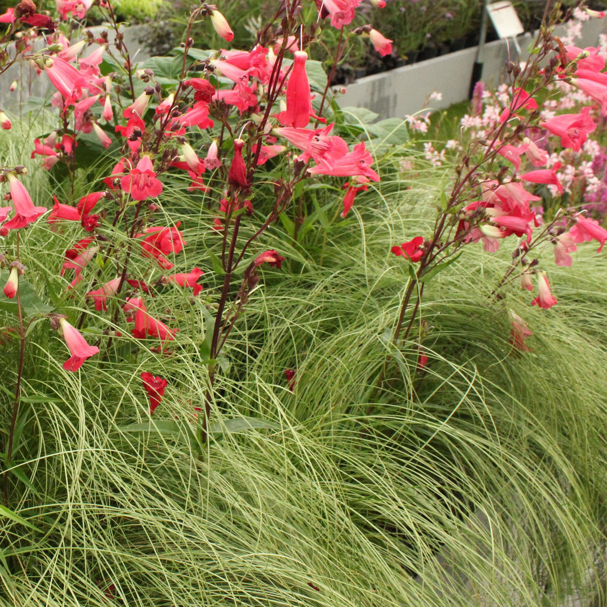 Green boutiQ - Siergrassen - Carex comans Frosted Curls - Groen - 1 Planten - Groenblijvend - Winterhard - Pot 17cm Hoogte 50cm