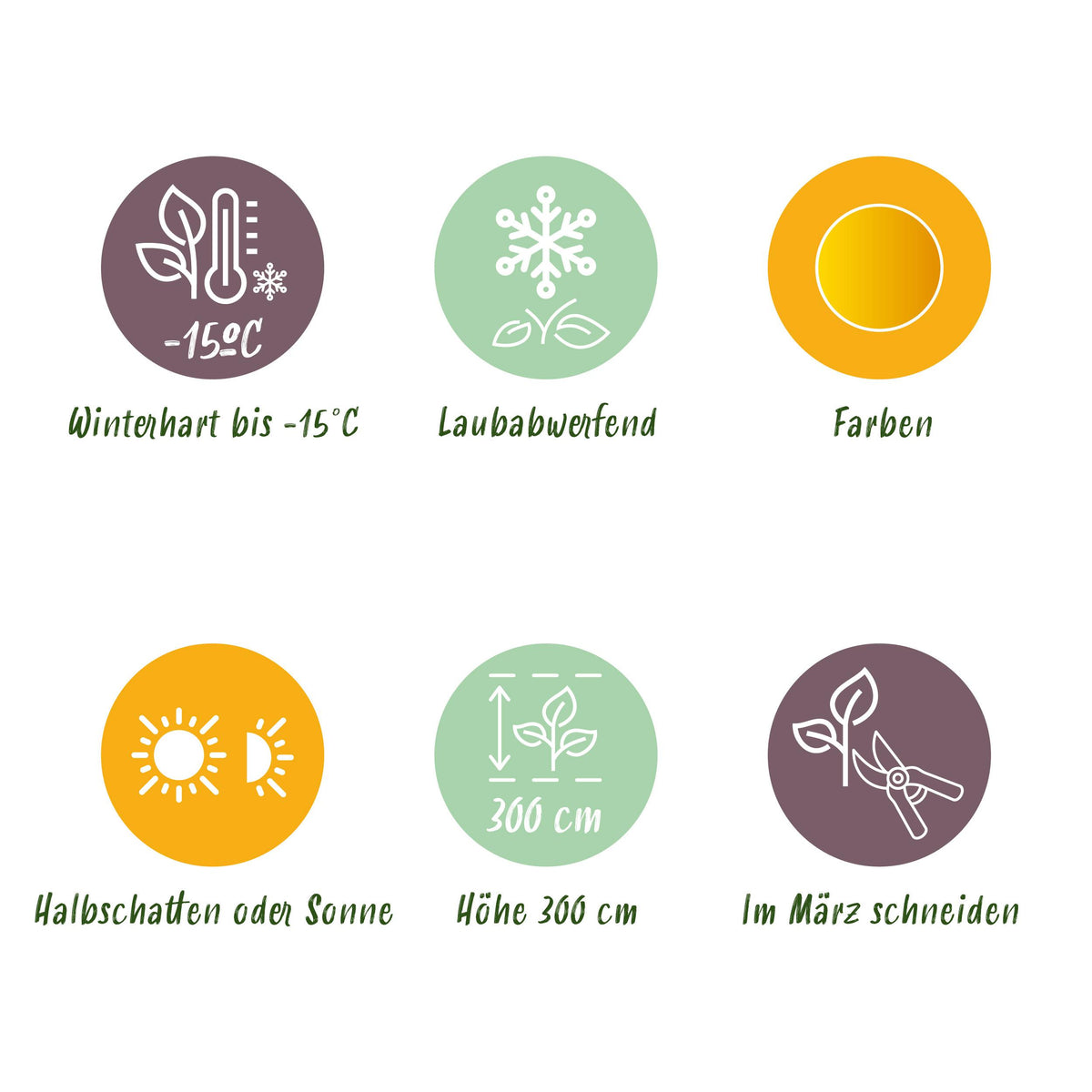 Green boutiQ - Terrasplant - Japanse Esdoorn - Acer palmatum Summergold - Geel - 1 Plant - Bladverliezend - Pot 19cm Hoogte 70cm