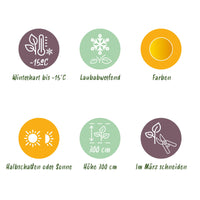 Green boutiQ - Terrasplant - Japanse Esdoorn - Acer palmatum Summergold - Geel - 1 Plant - Bladverliezend - Pot 19cm Hoogte 70cm