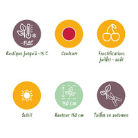 Green boutiQ - Fruitplanten - Framboos - Rubus idaeus Ottawa - Winterhard - 6 Planten - Pot 9 cm - Rode Framboos