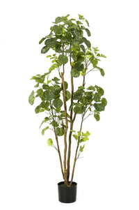 Polyscias - Aralia - 160 cm - kunstpflanze