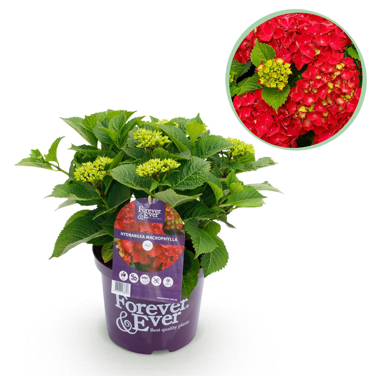 Green boutiQ - Terrasplant - Hortensia - Hydrangea Forever & Ever - Rood - 7-12 Bloemen - Pot 23cm Hoogte 55cm