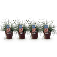 Green boutiQ - Siergrassen - Festuca glauca Intense Blue  - Blauw - 4 Planten - Bladhoudend - Weinig Onderhoud - Pot 17cm Hoogte 50cm