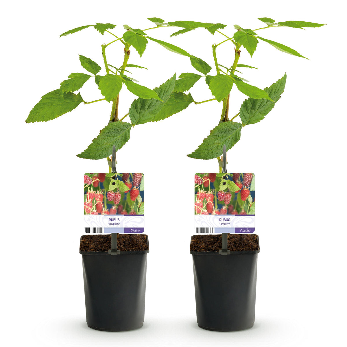 Green boutiQ - Fruitplant - Taybes - Rubus Tayberry  - Rode Vrucht - 2 planten -  Pot 11cm Hoogte 40cm
