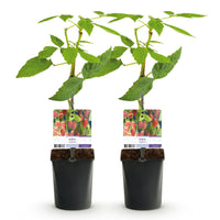 Green boutiQ - Fruitplant - Taybes - Rubus Tayberry  - Rode Vrucht - 2 planten -  Pot 11cm Hoogte 40cm