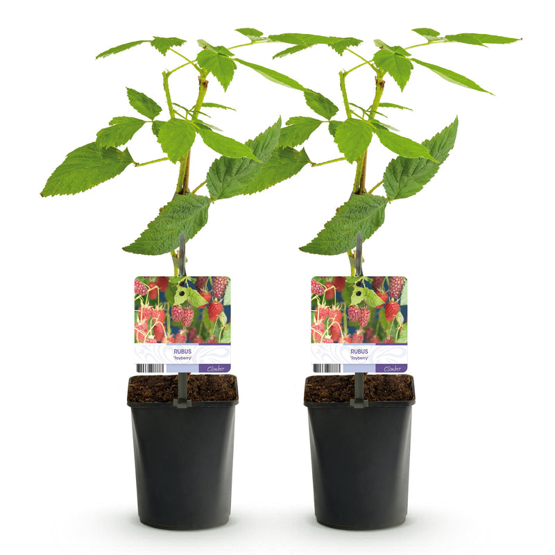 Green boutiQ - Fruitplant - Taybes - Rubus Tayberry  - Rode Vrucht - 2 planten -  Pot 11cm Hoogte 40cm