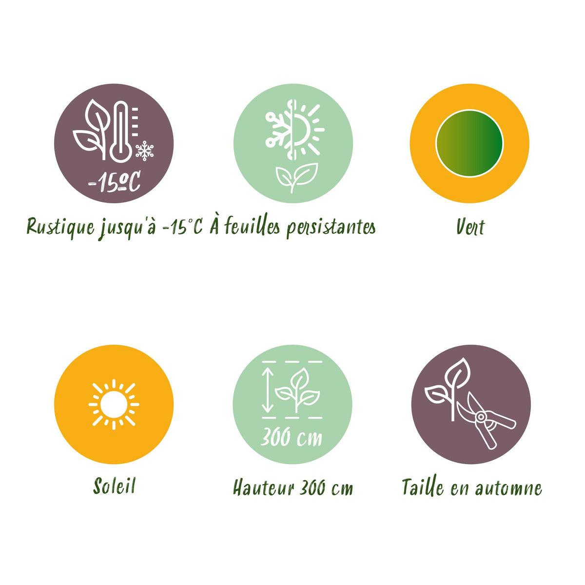 Green boutiQ - Fruitplant - Bananen plant - Musa Basjoo - Winterhard - 4 planten - Pot 17cm Hoogte 40cm