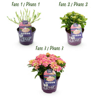 Green boutiQ - Terrasplant - Hortensia - Hydrangea Forever & Ever - Roze - 7-12 Bloemen - Pot 23cm Hoogte 55cm