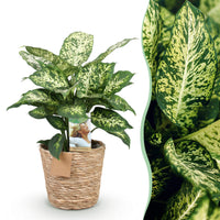 Green BoutiQ - Green is... Kamerplanten - Diefenbachia Compacta - Dieffenbachia - Weinig onderhoud - met mand - Groen - 1 Plant - Pot 17cm - Hoogte 45-50cm